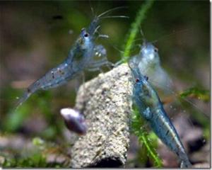 Cách nuôi Blue Pearl Shrimp - Tép cảnh màu xanh