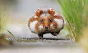 20 em hamster xinh phá đảo thế giới ảo